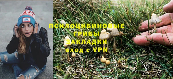 индика Новозыбков